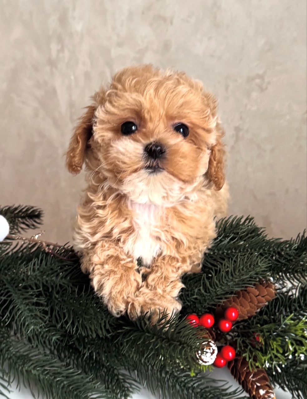 WhatsApp Image 2025-11-24 at 18.13.00_da95b00b