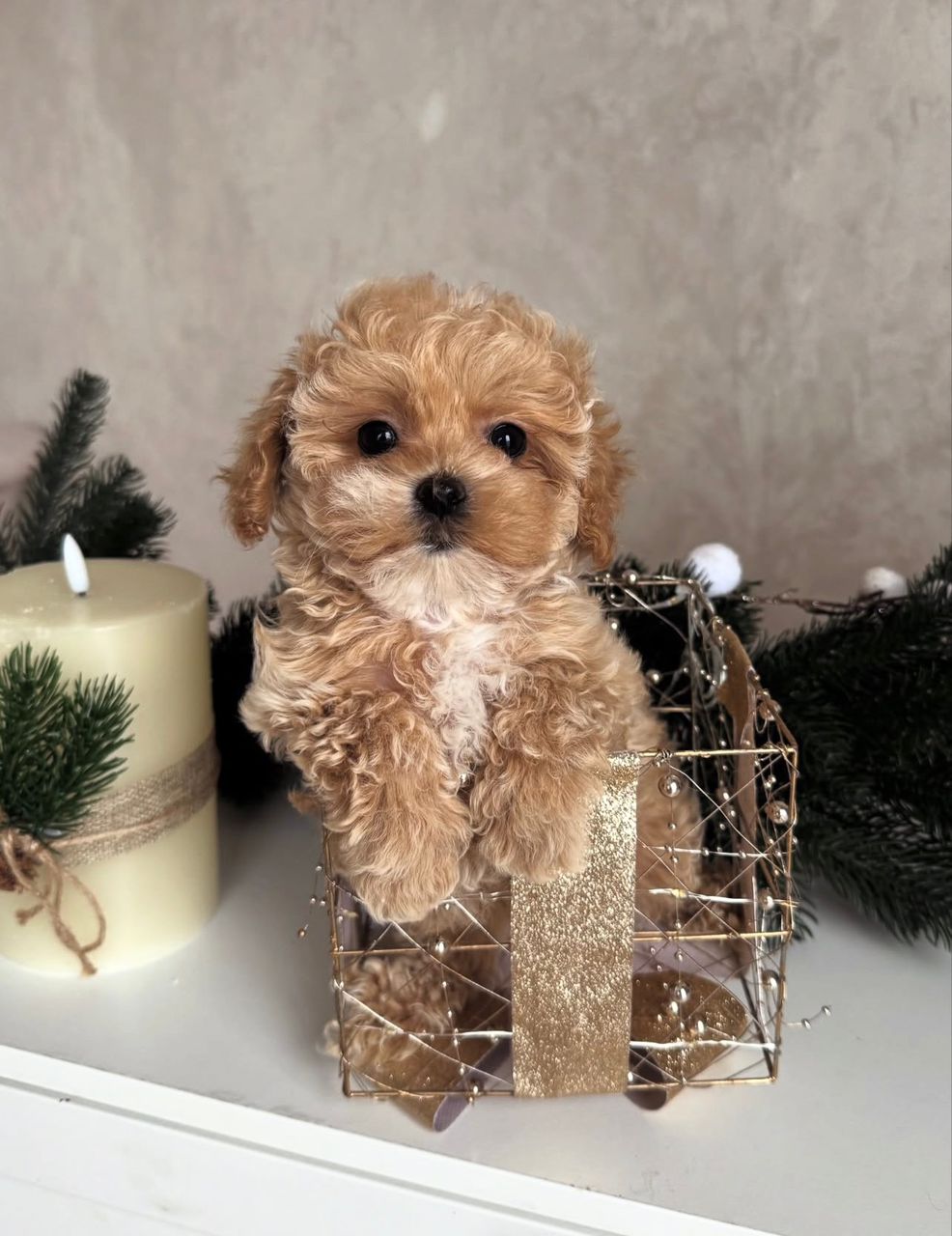 WhatsApp Image 2025-11-24 at 18.13.01_b1267e4b