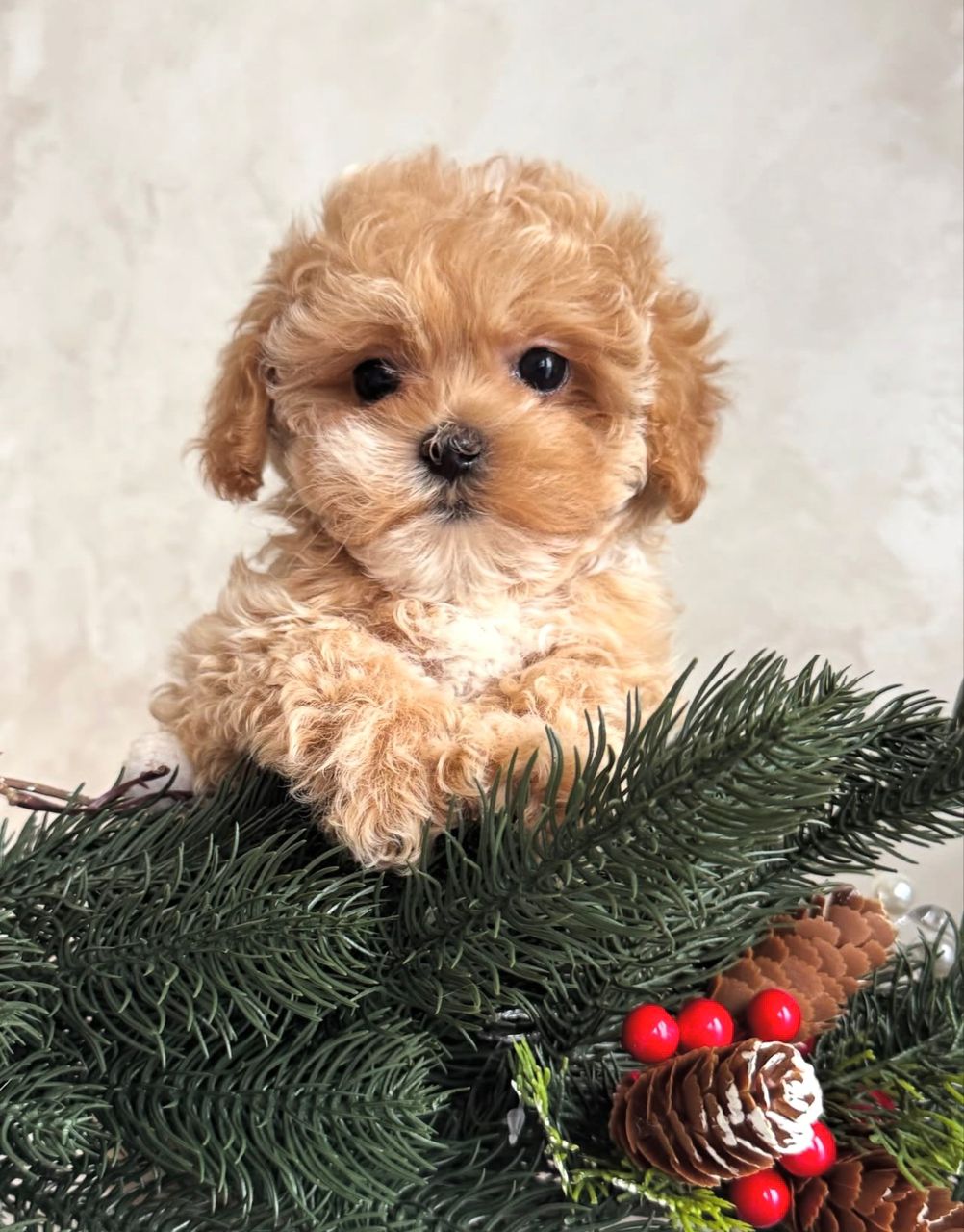 WhatsApp Image 2025-11-24 at 18.13.01_fdd8ee5b