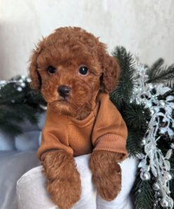 brown male Maltipoo