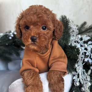 brown male Maltipoo