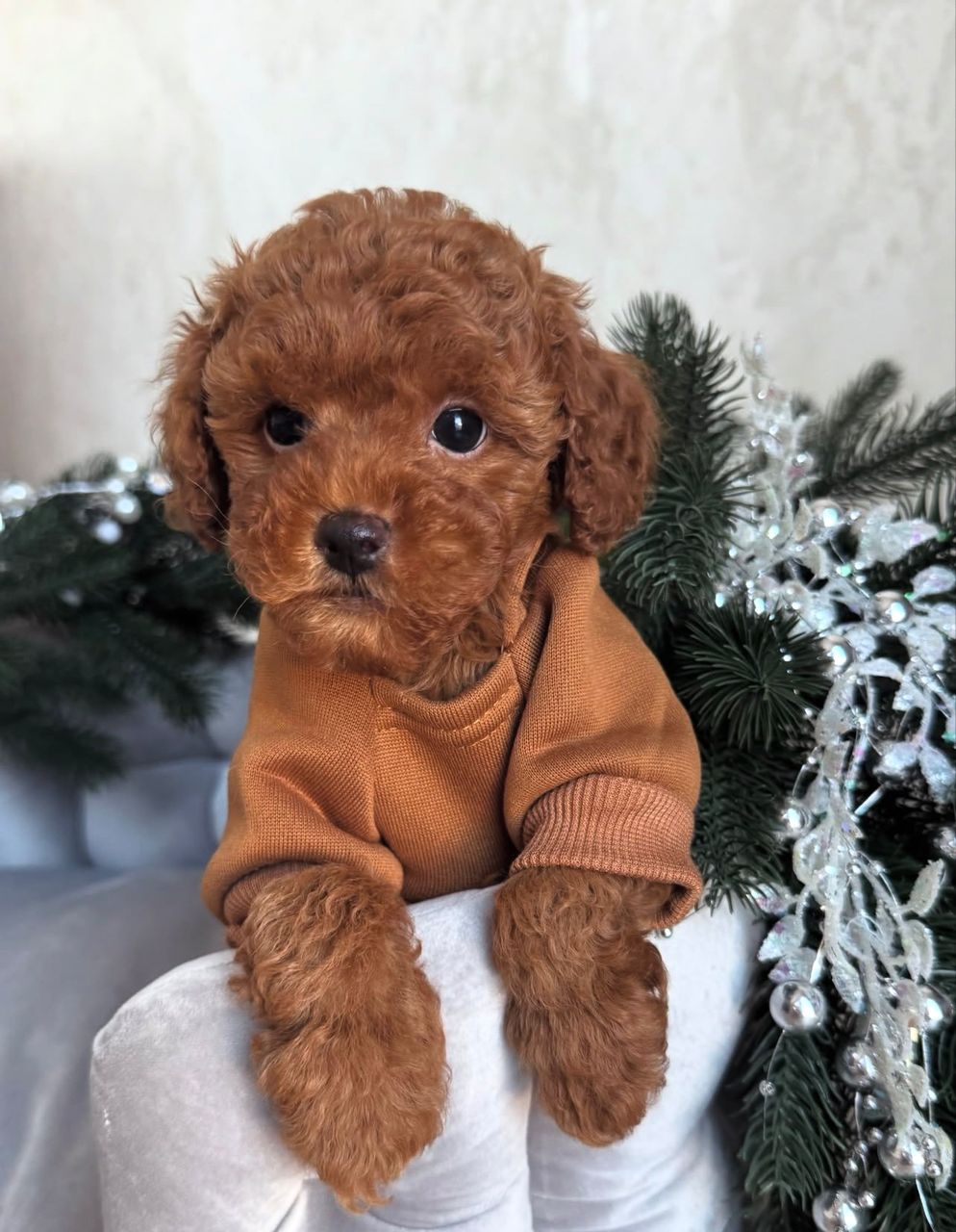 WhatsApp Image 2025-11-24 at 18.13.52_cb536174 brown male Maltipoo