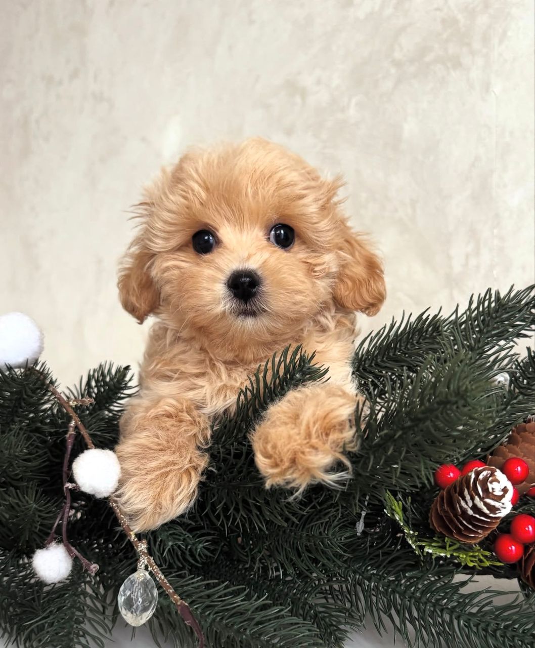 WhatsApp Image 2025-11-24 at 18.14.32_014edb3e