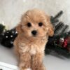 light brown male Maltipoo