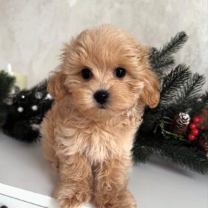 light brown male Maltipoo