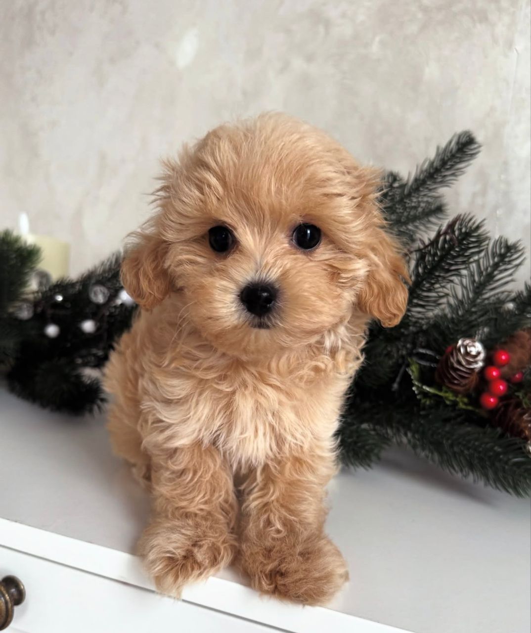 WhatsApp Image 2025-11-24 at 18.14.33_ab88d5f3 light brown male Maltipoo