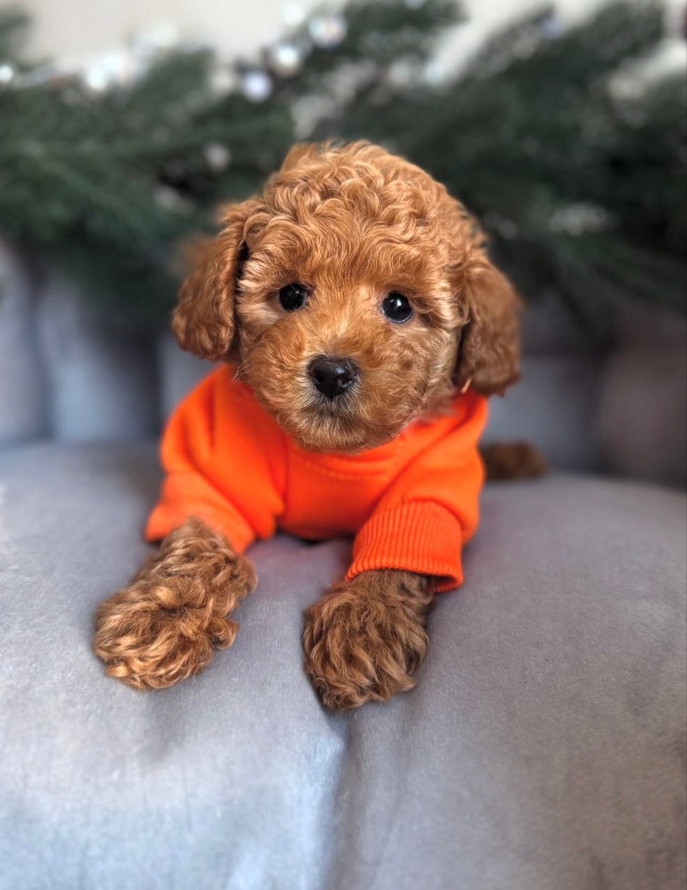 WhatsApp Image 2025-11-24 at 18.16.10_1ac1840a