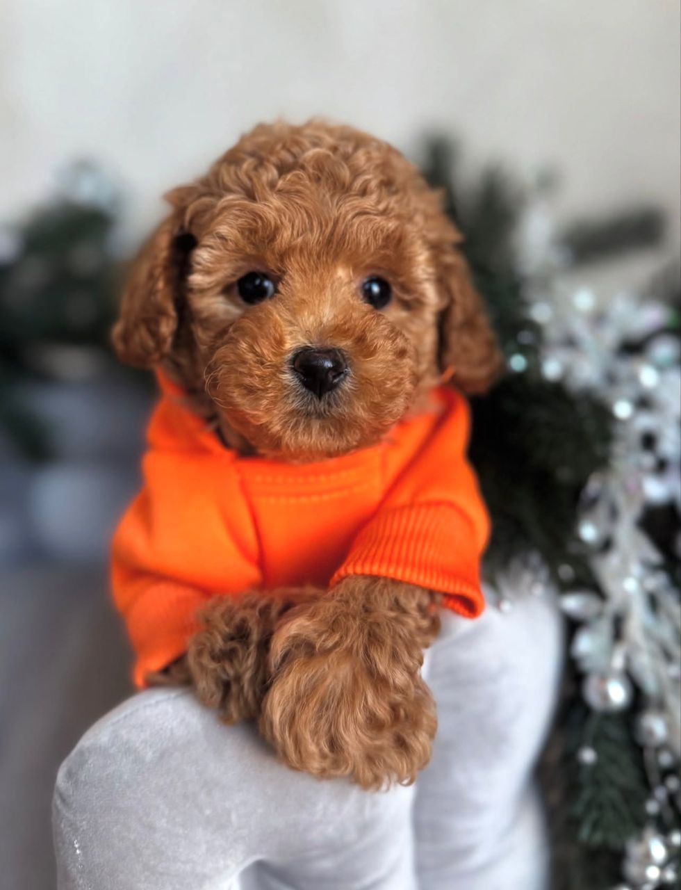 WhatsApp Image 2025-11-24 at 18.16.11_a20d4ec6