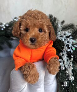 apricot female Maltipoo