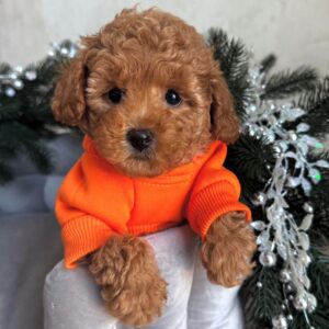 apricot female Maltipoo