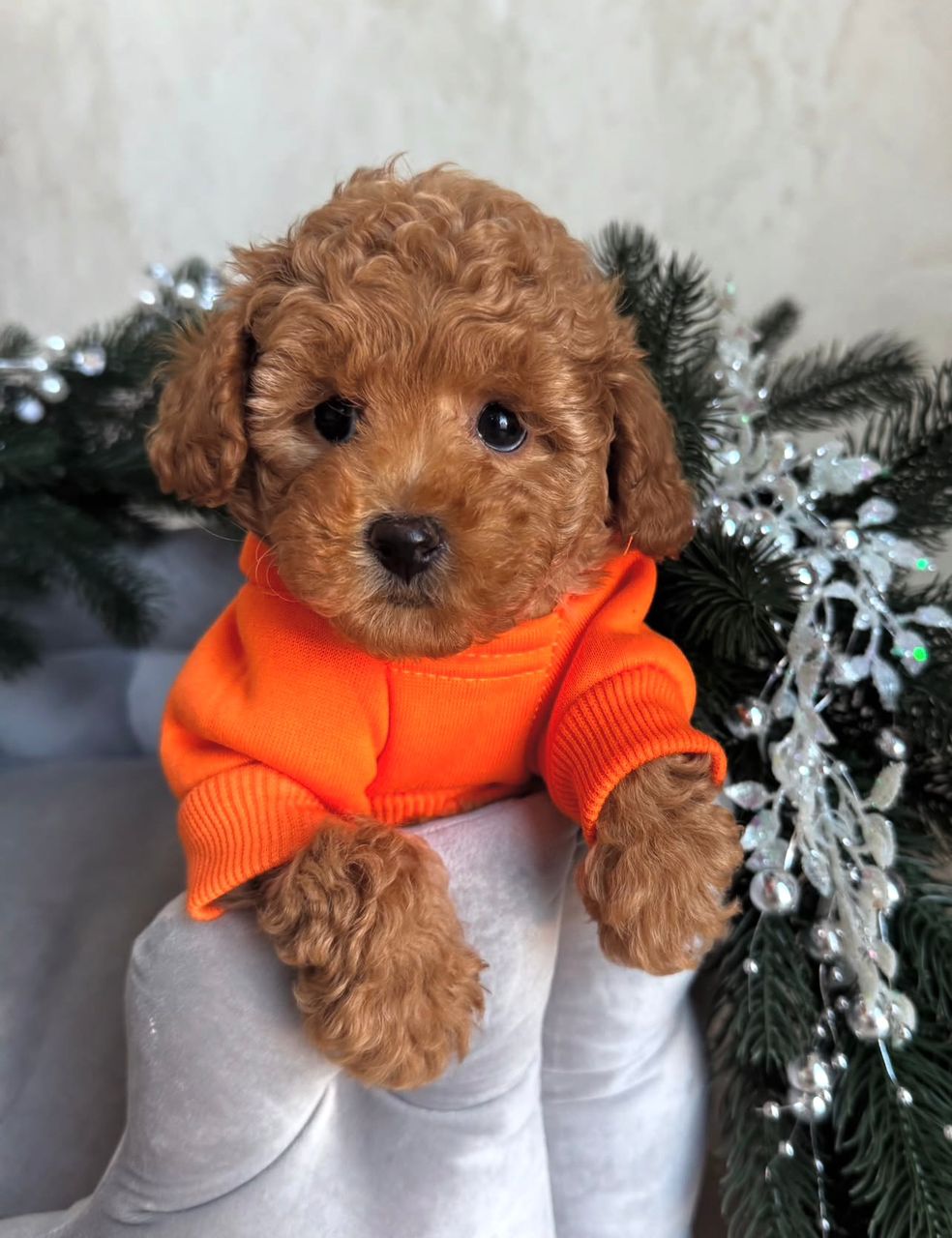 WhatsApp Image 2025-11-24 at 18.16.11_b7f71fab apricot female Maltipoo
