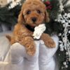apricot female Maltipoo puppy