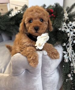 apricot female Maltipoo puppy