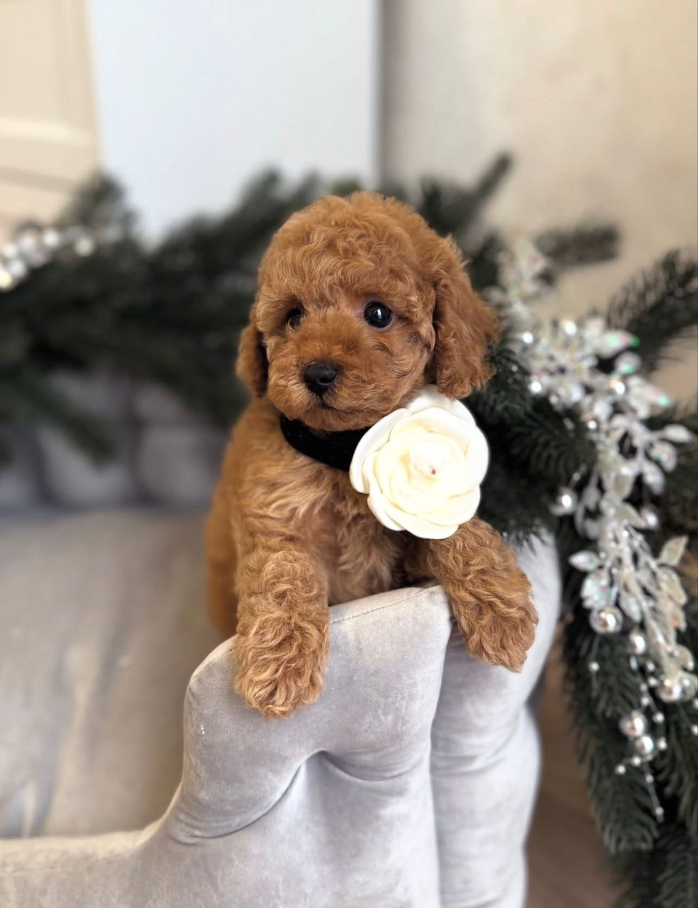 WhatsApp Image 2025-11-29 at 19.56.25_73be7896