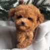 apricot female Maltipoo puppy