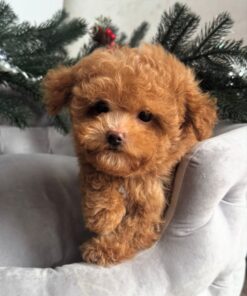 apricot female Maltipoo puppy
