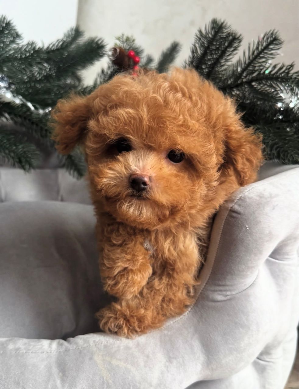 WhatsApp Image 2025-11-29 at 19.57.30_299ad568 apricot female Maltipoo puppy