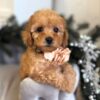 apricot Maltipoo female puppy