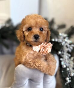 apricot Maltipoo female puppy