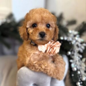 apricot Maltipoo female puppy