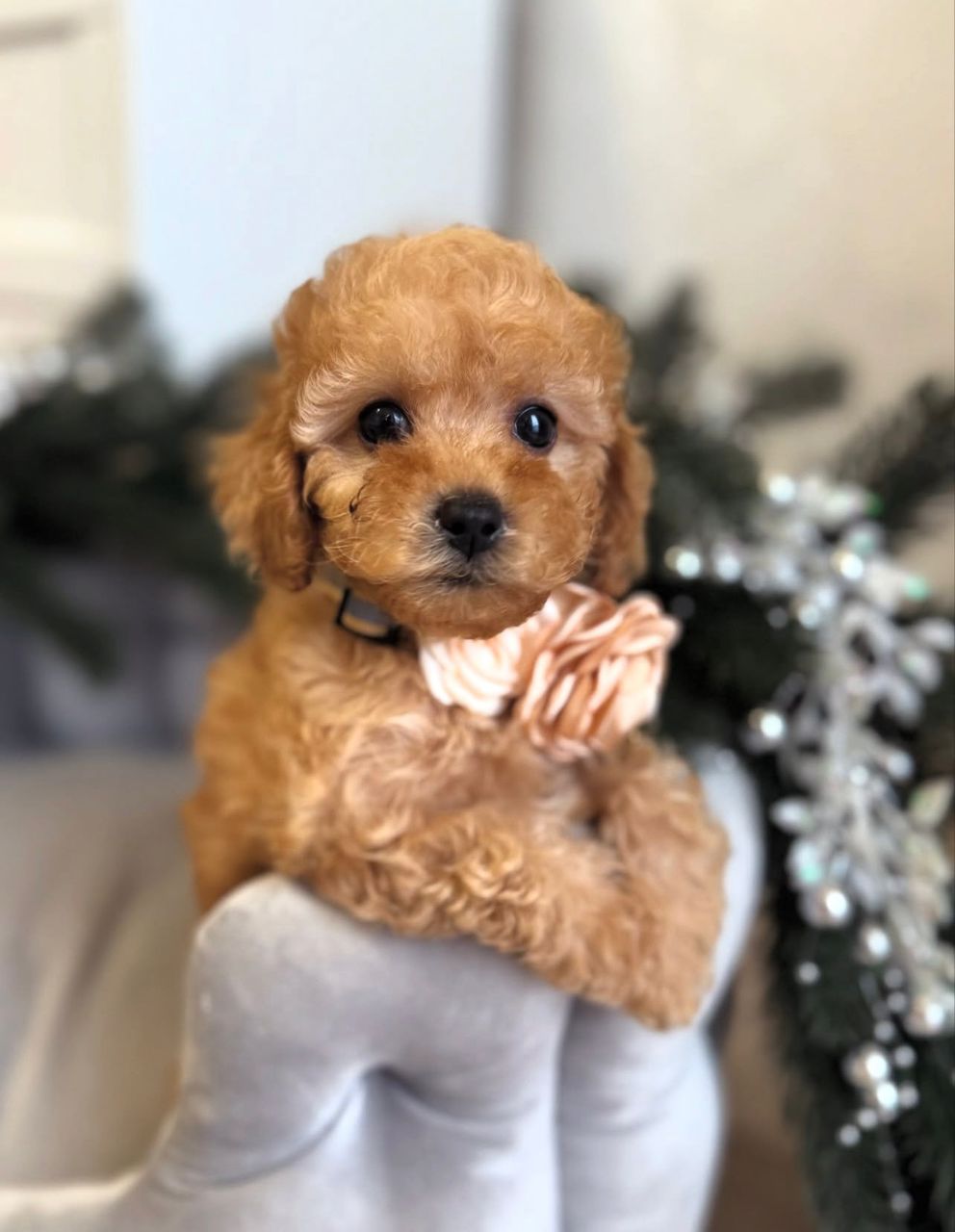 WhatsApp Image 2025-11-29 at 19.57.57_5b48f030 apricot Maltipoo female puppy