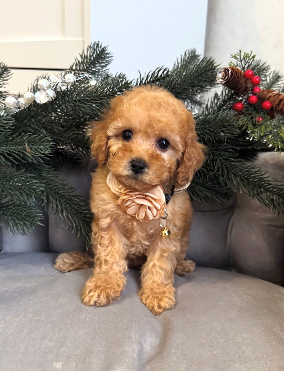 WhatsApp Image 2025-11-29 at 19.57.59_d76fb955