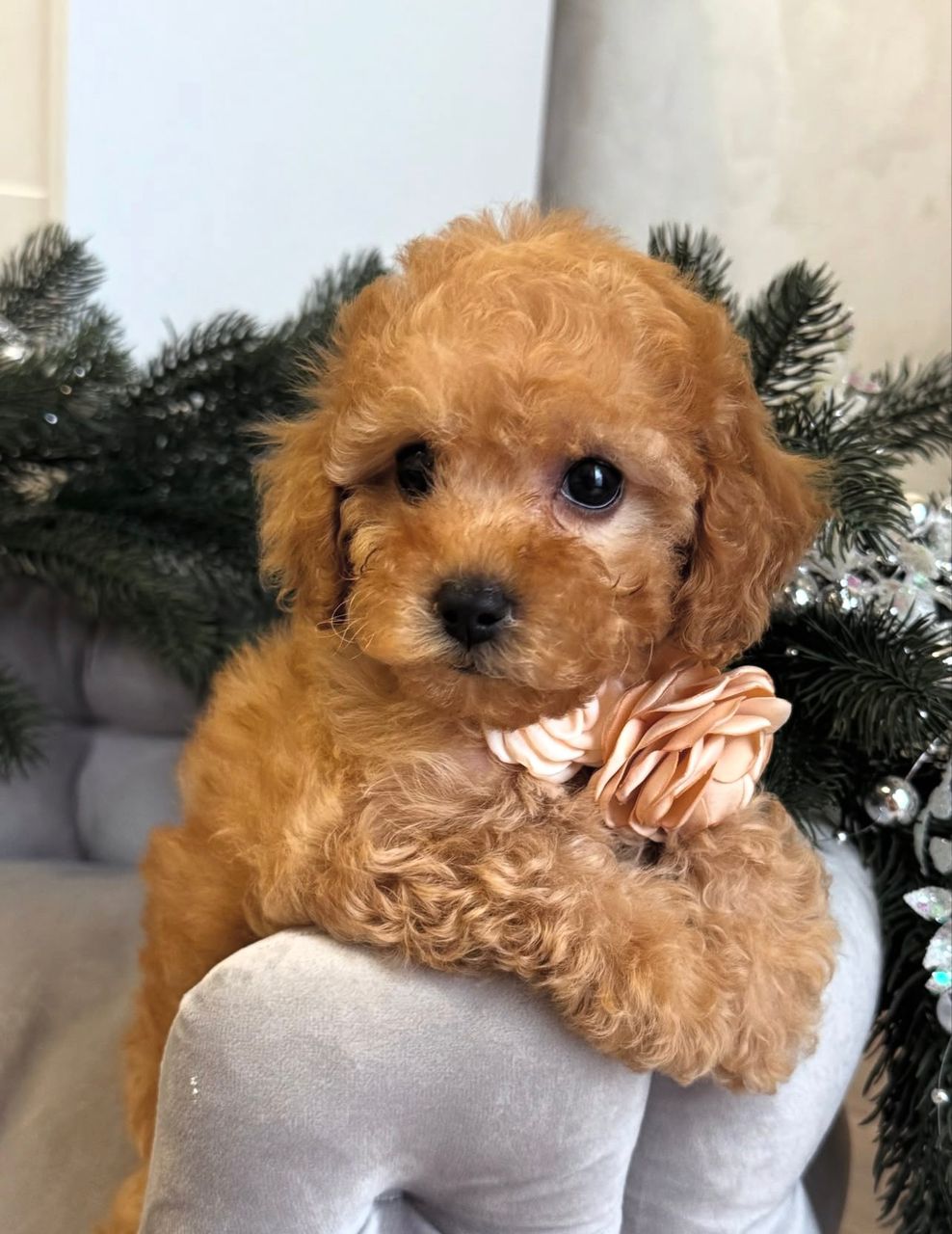 WhatsApp Image 2025-11-29 at 19.58.00_57d736ea