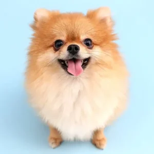 Pomeranian