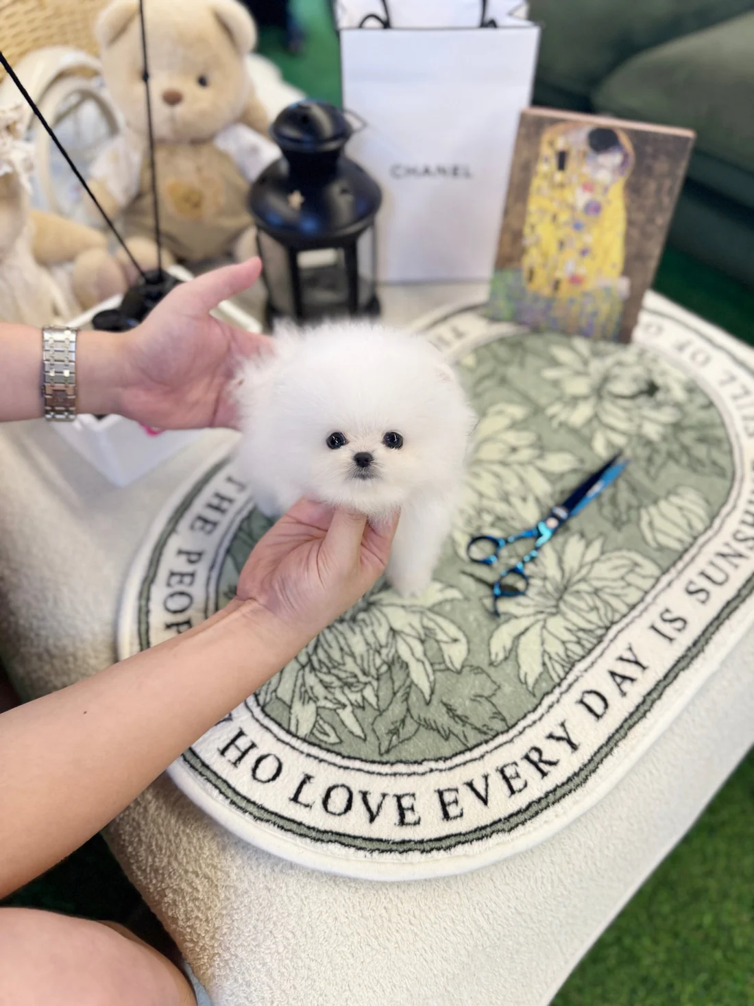 pomeranian-baloofemale-340592