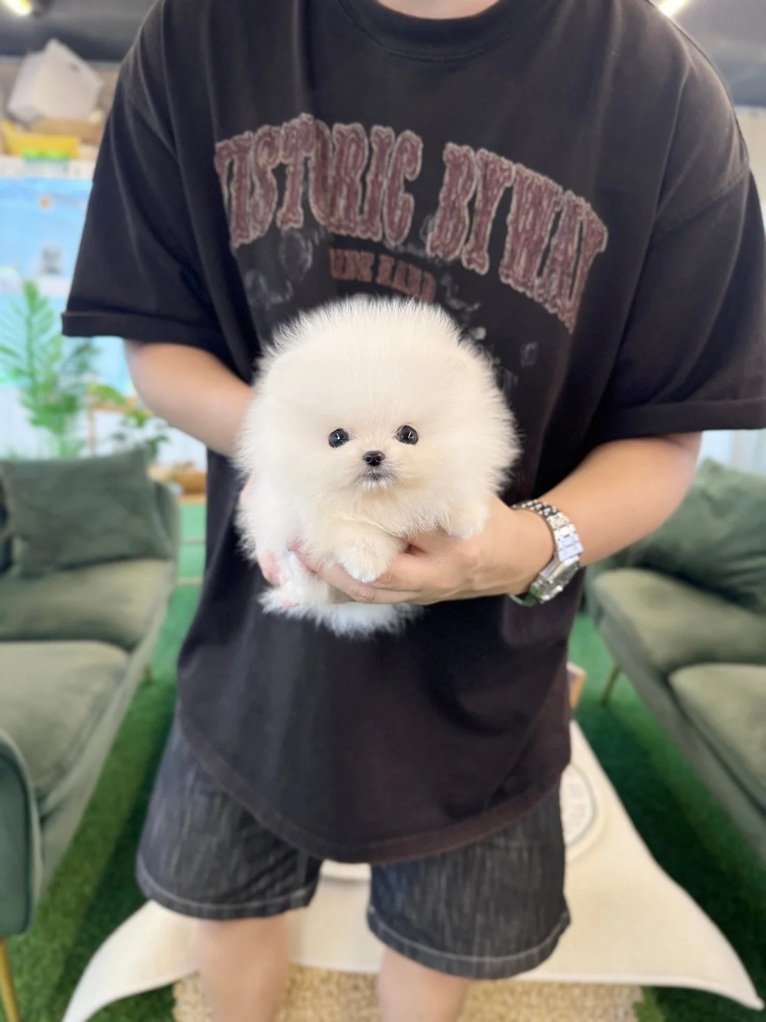 pomeranian-baloofemale-372491