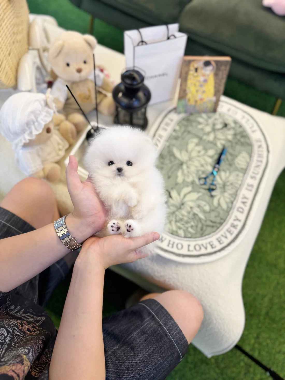 pomeranian-baloofemale-666176