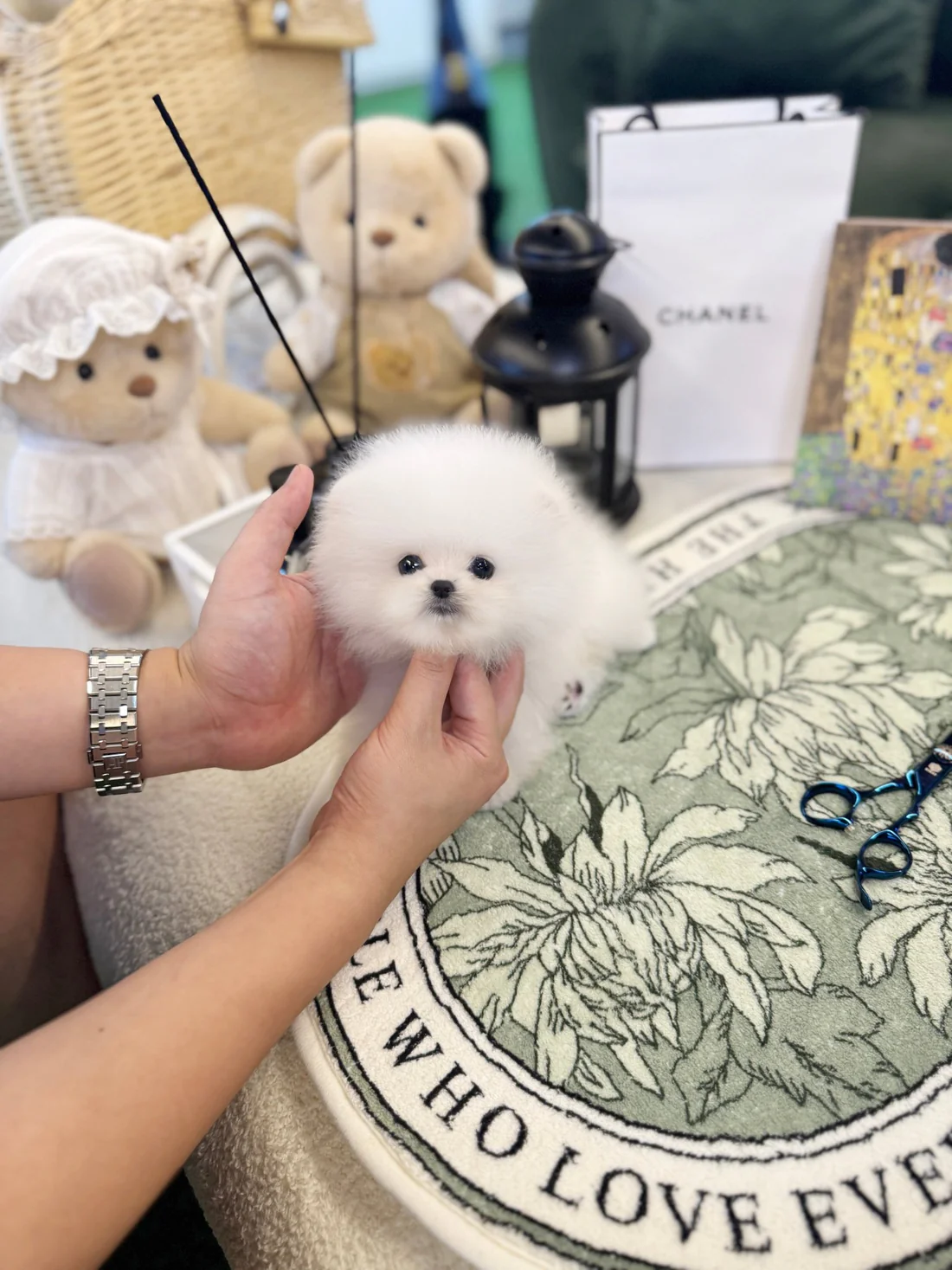 pomeranian-baloofemale-866036