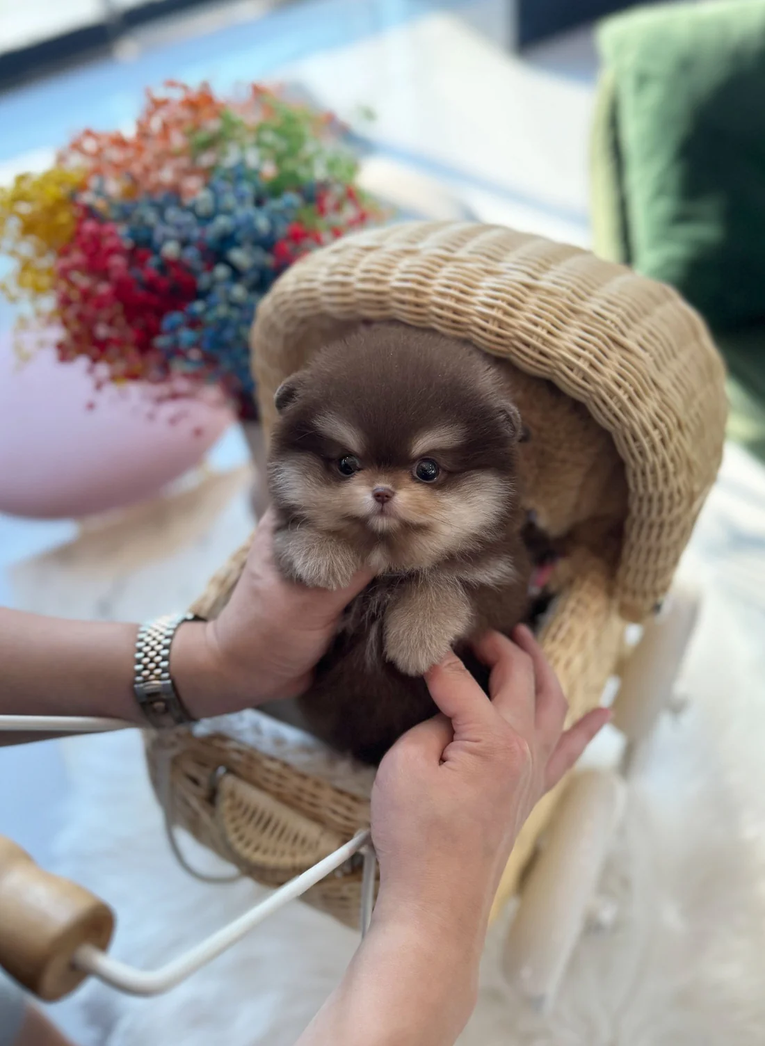 pomeranian-nalafemale-852324