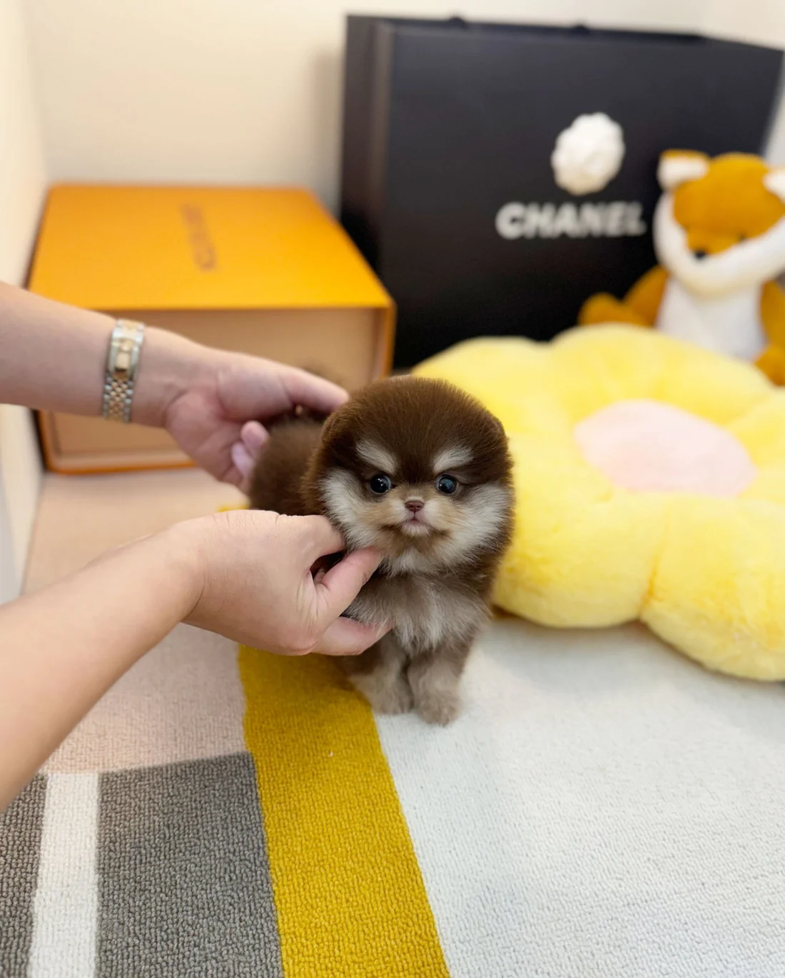 pomeranian-nalafemale-912955
