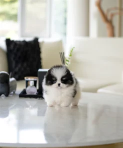 black & white female Pomeranian