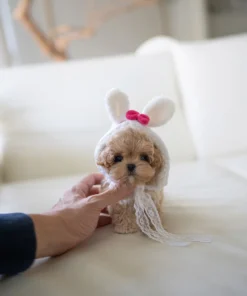 cream female Maltipoo