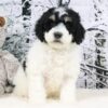 miniature tricolor UABR goldendoodle