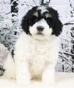 miniature tricolor UABR goldendoodle