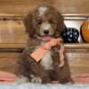 miniature apricot-white F1B goldendoodle