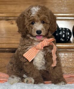 miniature apricot-white F1B goldendoodle
