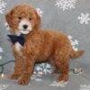 apricot UABR goldendoodle puppy