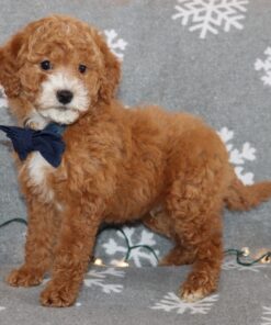 apricot UABR goldendoodle puppy