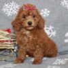 miniature apricot F1B goldendoodle