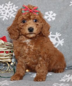 miniature apricot F1B goldendoodle