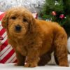 standard F1 apricot goldendoodle puppy