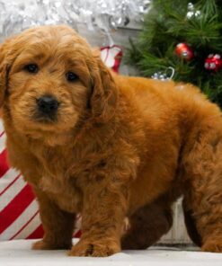 standard F1 apricot goldendoodle puppy