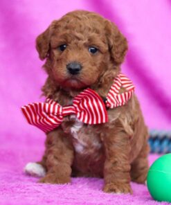 miniature apricot F1B goldendoodle