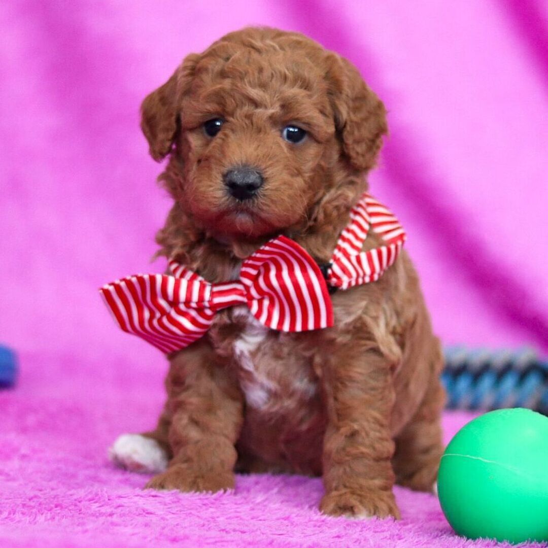 504335812_hd miniature apricot F1B goldendoodle