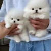 white Pomeranian puppies