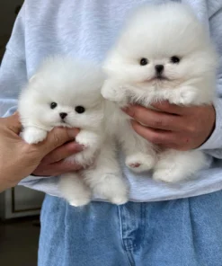 white Pomeranian puppies